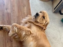 「準備できてますよー！」足を上げてお腹なでなで待ちの犬さん