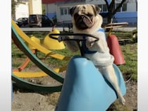 楽しんでる？メリーゴーランドで回るパグ。