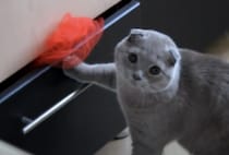 猫「はっ、いつから見てたの？」 引き出しをゴソゴソしているのを見られちゃって…