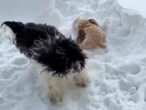 帰ろうと言ったのにこの反応! 雪の中で大はしゃぎする犬さん