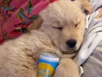 飲み疲れたみたい？ ソファが快適すぎて動けなくなっちゃった子犬さん