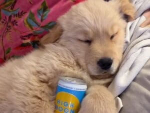 飲み疲れたみたい? ソファが快適すぎて動けなくなっちゃった子犬さん