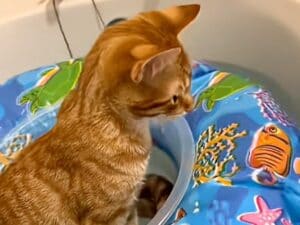 そばにいられるならお湯も気にしない！ お風呂まで同行する猫さんの、ちょっと珍しくて可愛い習慣