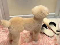 おふろに入っているお兄ちゃんが気になって…ドアの前を離れない妹犬さんのそわそわ時間