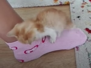 「やだ、ここで寝たいの！」なぜか足の甲を枕にしたがる子猫。