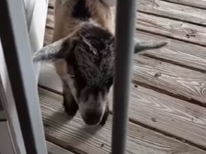 背中に友達を乗せた子ヤギ、「いっしょに家に入れて」とお願い！