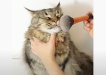 「可愛くして欲しいにゃ！」メイクブラシの柔らかさが気に入っちゃった猫さん