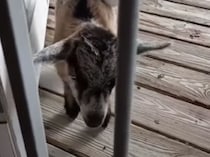 背中に友達を乗せた子ヤギ、「いっしょに家に入れて」とお願い！