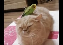 やっといなくなった〜！ と思っても、何度も猫の背中に戻ってくるインコ