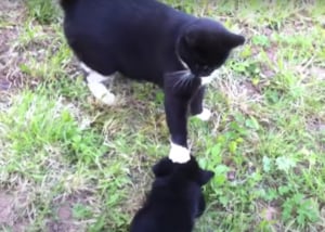 先輩猫さんに近づきすぎた子犬さん、「しつこいニャ!」むぎゅっと踏まれて…