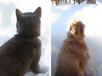 玄関を開けたら一面の雪！！ 犬と猫、それぞれどんな反応をする？