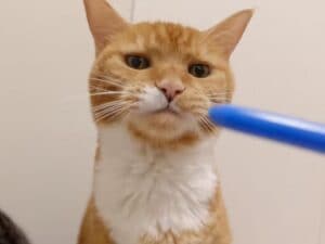 「にゃんだコレ?」 飼い主さんが持っているものは、なんでも気になっちゃう猫さん