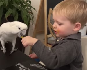 赤ちゃんの食事中、「それ一口ちょうだい?」とおねだりが止まらないオウムさん