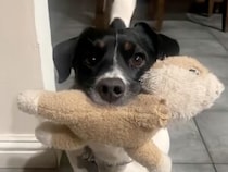 「おはよう」の代わりにこれあげる！ 犬さんが毎朝持ってくるもの