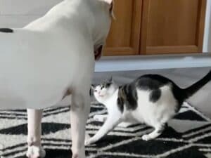 ちょっとハラハラ? でも実は仲良し。犬さんと猫さんのじゃれ合い