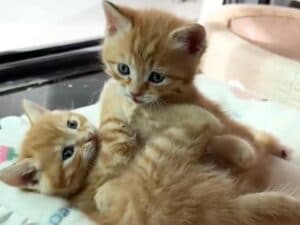 ころころ転がりながらじゃれ合う、茶トラ子猫さんたちに癒される♡