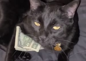 お給料日ですか? お金を抱きしめてはしゃぐ猫さん