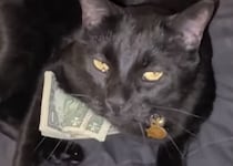 お給料日ですか？ お金を抱きしめてはしゃぐ猫さん