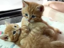 ころころ転がりながらじゃれ合う、茶トラ子猫さんたちに癒される♡