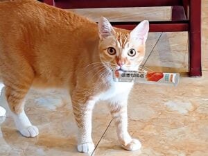 こっそりのはずがバレバレ? 「何もしてません」顔で誤魔化すイタズラ猫さんたち