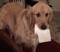 「これいいでしょ！」トイレットペーパーを見せびらかすワンコ