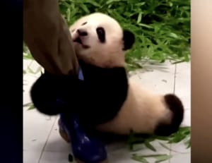 「お仕事なんていいから遊んで〜」飼育員さんを引き止めたい子パンダ