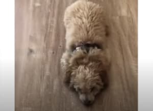 ちょっと変わった「おすわり」を披露！ ぴょこんと動きが可愛すぎる犬さん