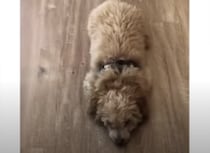 ちょっと変わった「おすわり」を披露！ ぴょこんと動きが可愛すぎる犬さん