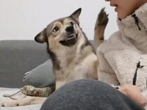 かわいすぎてキスしたら、愛犬からまさかの反応が返ってきて…