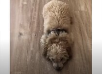 ちょっと変わった「おすわり」を披露！ ぴょこんと動きが可愛すぎる犬さん