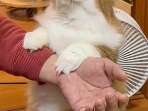 どうしてほしいの？前足を腕にかけて立ち上がる猫さんの謎行動