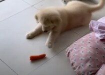 子犬「なんだこいつ〜！」勇気を出して触ってみたりと大騒ぎ！→…それ、ただの人参です。