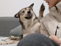 かわいすぎてキスしたら、愛犬からまさかの反応が返ってきて…