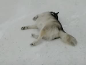 自然のすべり台だぁ〜!雪で楽しそうに遊ぶワンコ。