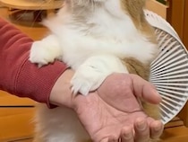どうしてほしいの？前足を腕にかけて立ち上がる猫さんの謎行動