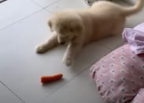 子犬「なんだこいつ〜！」勇気を出して触ってみたりと大騒ぎ！→…それ、ただの人参です。