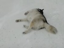 自然のすべり台だぁ〜！雪で楽しそうに遊ぶワンコ。
