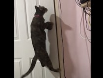 この猫、只者じゃないぞっ！ドアノブを手で回す神ワザ。