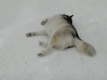 自然のすべり台だぁ〜！雪で楽しそうに遊ぶワンコ。