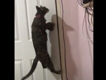 この猫、只者じゃないぞっ！ドアノブを手で回す神ワザ。