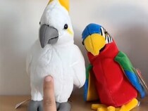 それはダメ！ ぬいぐるみをツンツンしていたら必死に止めるインコさんが可愛い