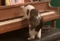 えっ？ 猫がピアノを弾いている！ 後姿がとってもかわいい♡