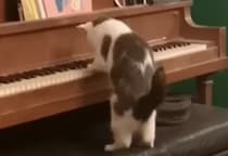 えっ？ 猫がピアノを弾いている！ 後姿がとってもかわいい♡