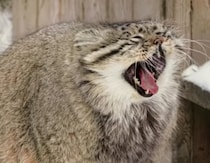 寒がりなマヌルネコが考えた、「冷え対策」が可愛すぎる！