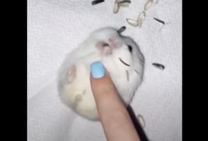 転がり方が可愛すぎるよ♡ おやつに夢中! へそ天でモグモグしているハムスター