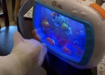 赤ちゃんグッズが好きな猫さん、新しいものはなんでもチェック！