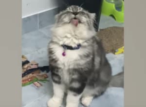 まだまだ練習が必要かな？ふわふわ子猫、エア毛づくろいを始めちゃう。