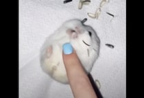 転がり方が可愛すぎるよ♡ おやつに夢中！ へそ天でモグモグしているハムスター