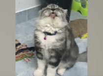 まだまだ練習が必要かな？ふわふわ子猫、エア毛づくろいを始めちゃう。