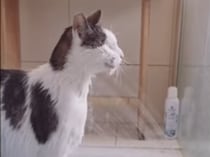 一石二鳥！毎日シャワーを浴びながら水を飲む猫